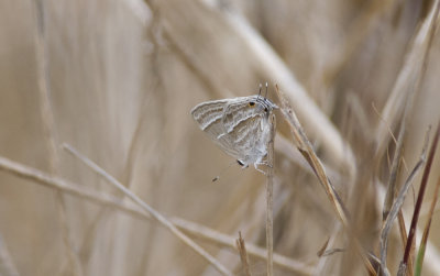 Butterfly  1790.jpg