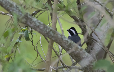 Black-capped Sparrow  2044.jpg