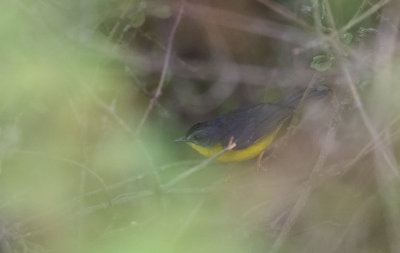 Gray-and-gold Warbler  2049.jpg