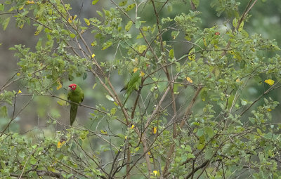 Red-masked Parakeet  2208.jpg