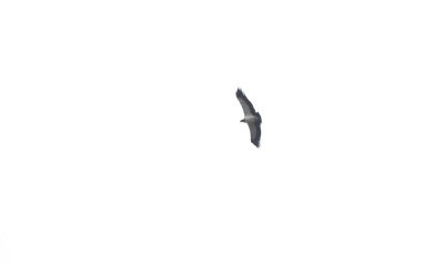 King Vulture 2923.jpg