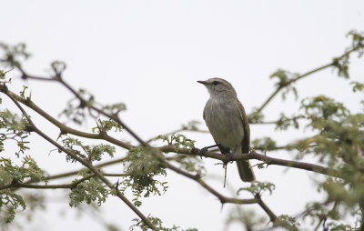 Tumbesian Tyrannulet  3022.jpg