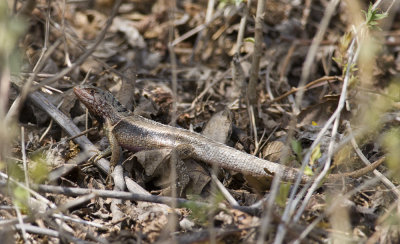 Microlophus occipitalis  3244.jpg
