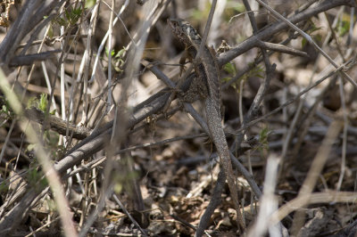 Microlophus occipitalis  3255.jpg