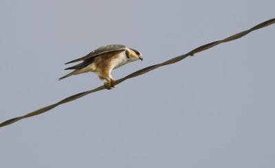 Pearl Kite 3329.jpg