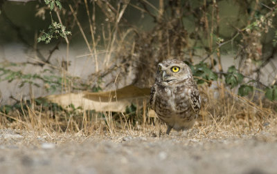 Burrowing Owl  3431.jpg