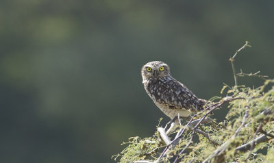 Burrowing Owl  3438.jpg