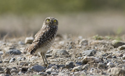 Burrowing Owl  3448.jpg