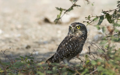 Burrowing Owl  3469.jpg