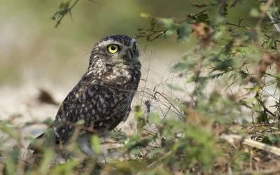 Burrowing Owl  3491.jpg