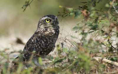 Burrowing Owl 3491.jpg