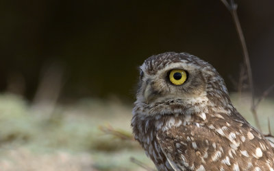 Burrowing Owl  3550.jpg