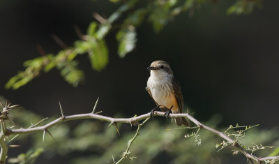 Vermillion Flycatcher  3568.jpg