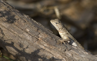 Microlophus occipitalis  3577.jpg