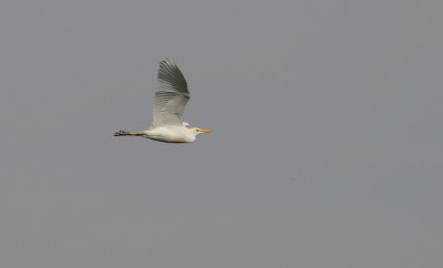 Cattle Egret  3610.jpg