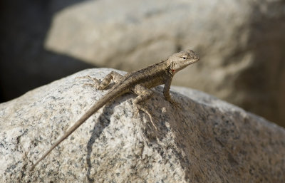 Microlophus occipitalis  3624.jpg