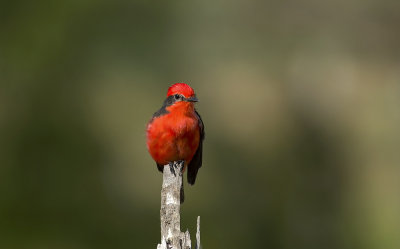 Vermillion Flycatcher  3638.jpg