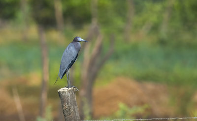 Little Blue Heron  3652.jpg