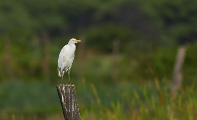 Cattle Egret  3668.jpg