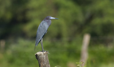 Little Blue Heron  3671.jpg