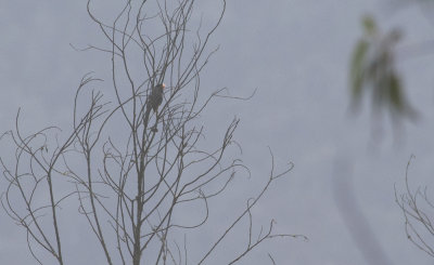 Black-cowled Saltator 4005.jpg