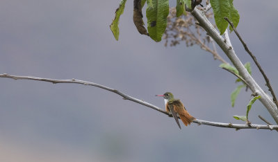 Amazilia Hummingbird  4125.jpg