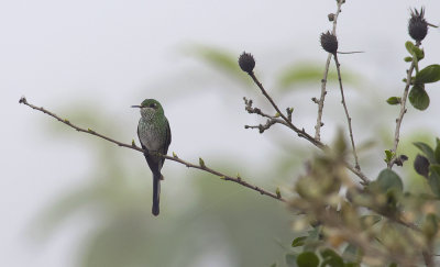 Green-tailed Trainbearer  4308.jpg