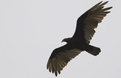 Turkey Vulture  4431.jpg