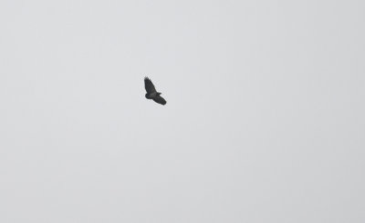 Black-chested Buzzard-eagle  4515.jpg