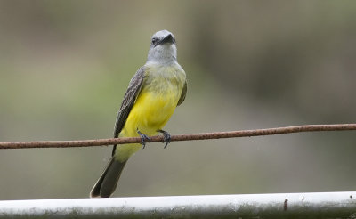 Tropical Kingbird  4835.jpg