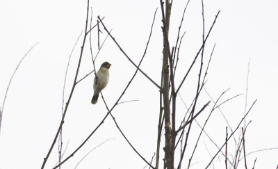 Chestnut-throated Seedeater  5357.jpg