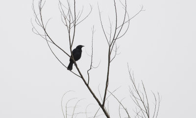 Scrub Blackbird  5365.jpg