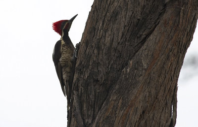 Lineated Woodpecker  5500.jpg