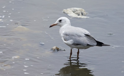 Gray-hooded Gull  5641.jpg