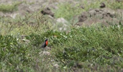 Peruvian Meadowlark  5687.jpg