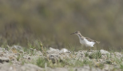 Spotted Sandpiper  5836.jpg