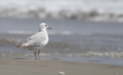 Gray-hooded Gull  5854.jpg