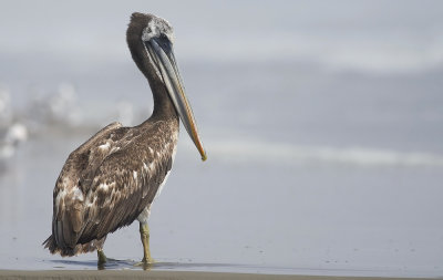 Peruvian Pelican  5875.jpg