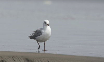 Gray-hooded Gull  5883.jpg