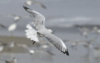 Gray-hooded Gull  5898.jpg