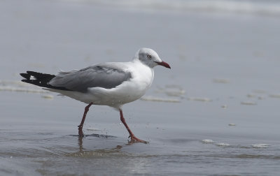 Gray-hooded Gull 5928.jpg