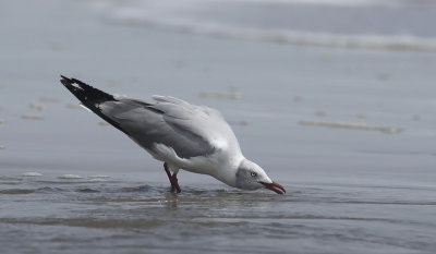 Gray-hooded Gull 5930.jpg
