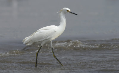 Snowy Egret 5948.jpg