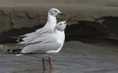 Gray-hooded Gull 5955.jpg