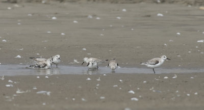 Sanderling 6008.jpg