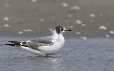 Franklin's Gull 6026.jpg