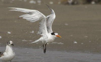 Elegantl Tern 6065.jpg