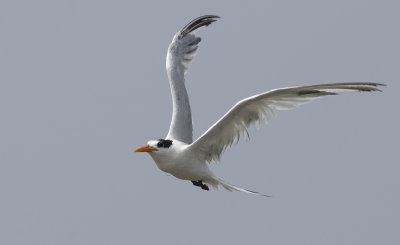 Elegant Tern 6087.jpg