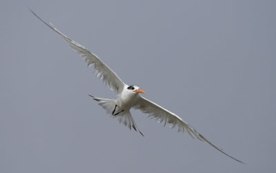 Elegant Tern 6090.jpg