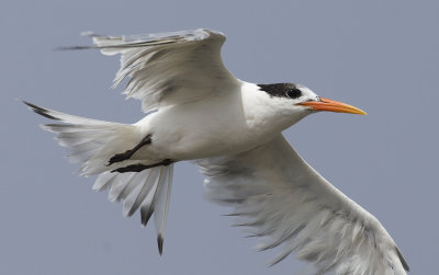 Elegant Tern 6091.jpg